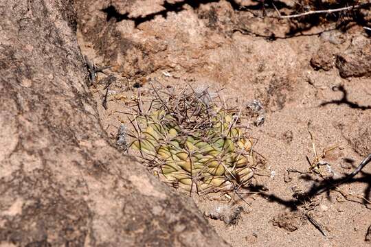 Imagem de Echinopsis thionantha subsp. glauca (F. Ritter) M. Lowry