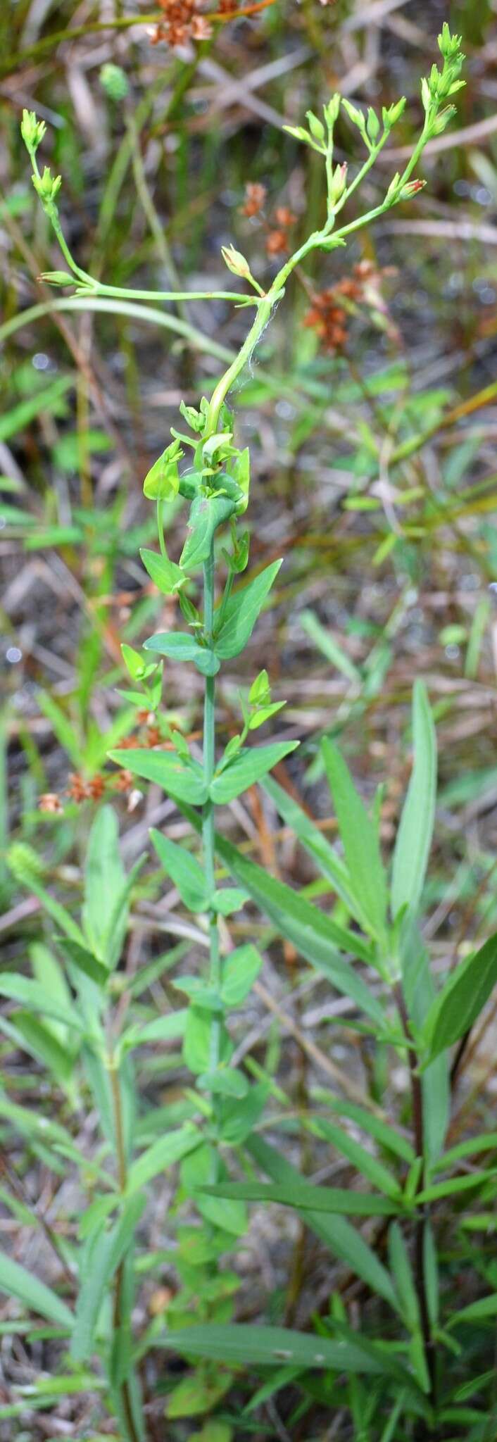 صورة Hypericum gymnanthum Engelm. & A. Gray