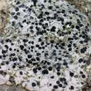 Image of diplotomma lichen