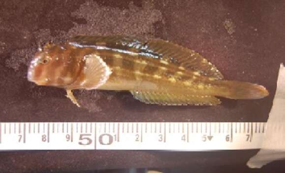 Image of Giant Green Blenny