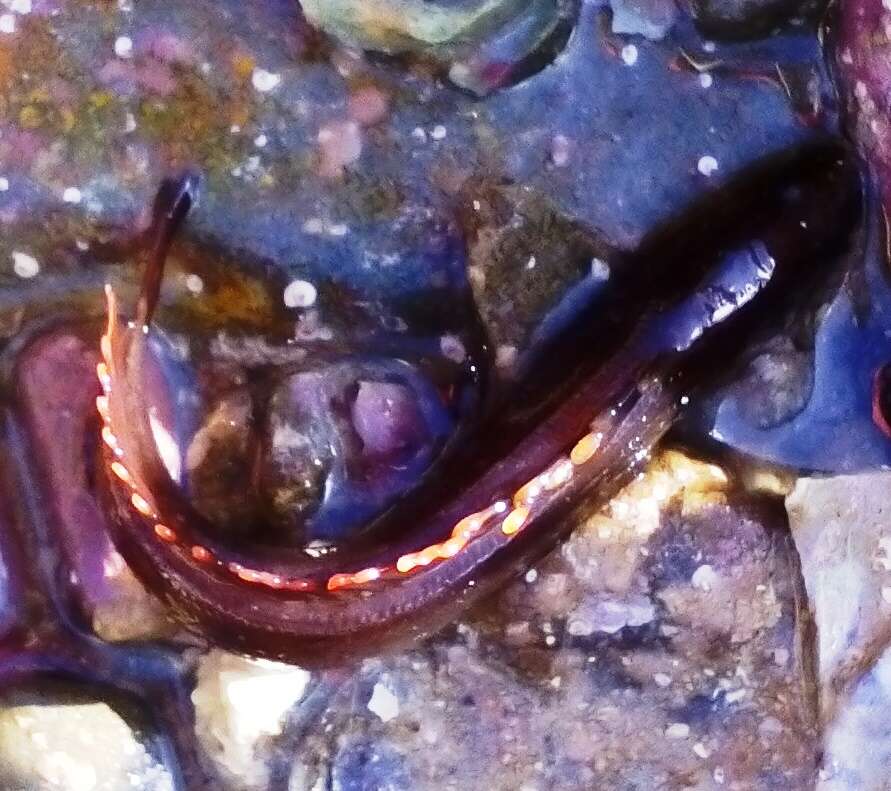 Image of New Zealand rockfish