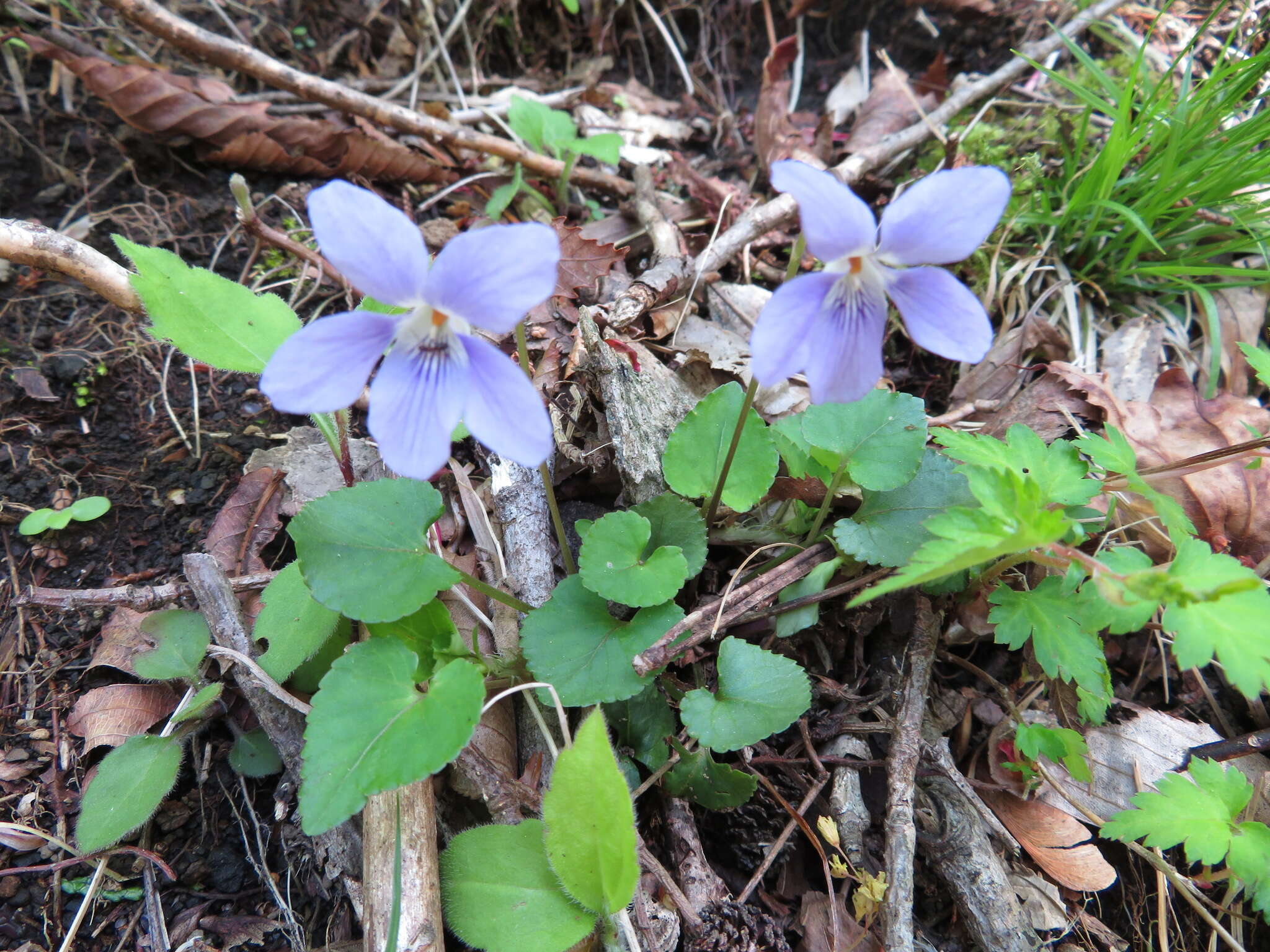 Image of Viola grypoceras A. Gray