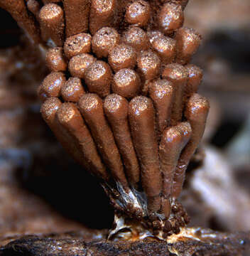 Imagem de Tubifera corymbosa