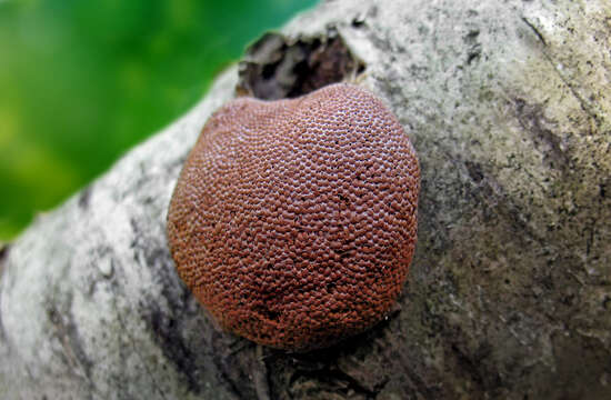 Image of Tubifera J. F. Gmelin 1792