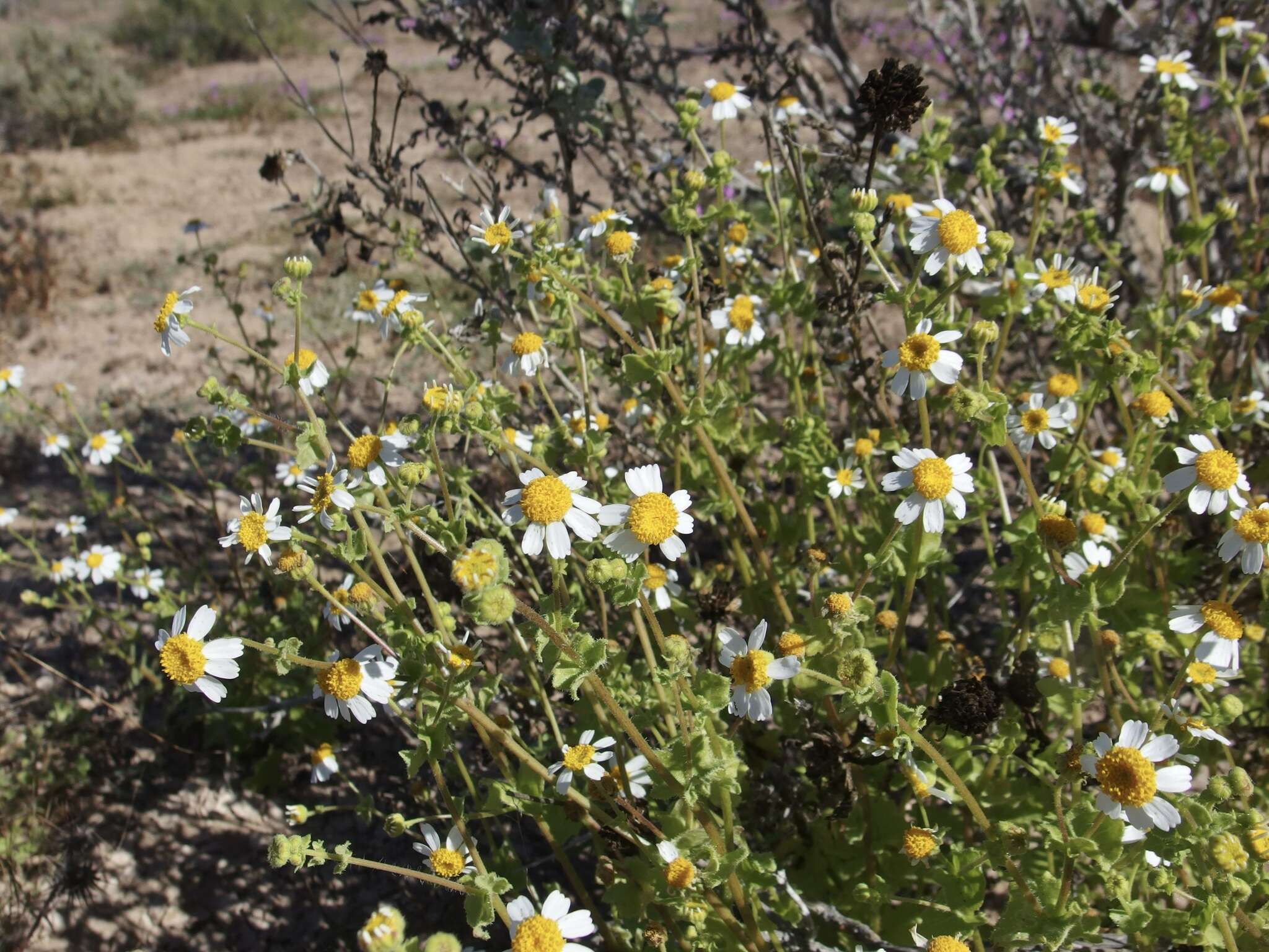 Image of Amauria brandegeeana (Rose) Rydb.