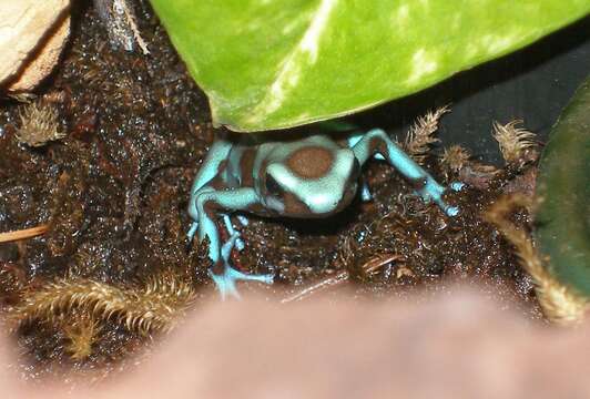 Image of Gold Arrow-poison Frog