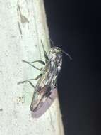 Image of Hackberry Agrilus