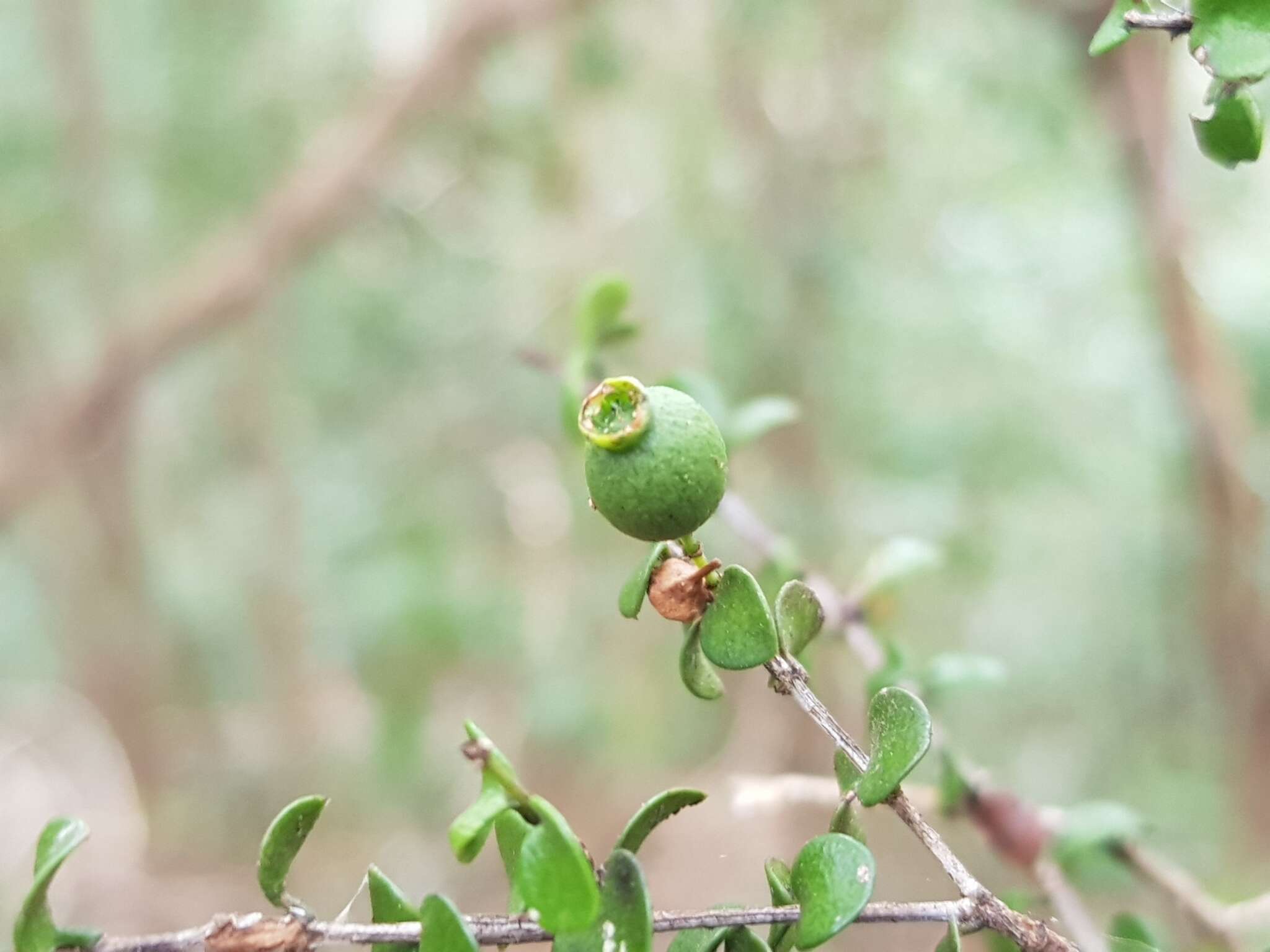 Memecylon amoenum H. Jacques-Félix resmi