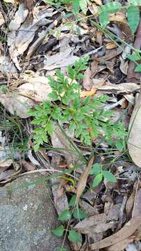 Image of Sceptridium australe subsp. australe