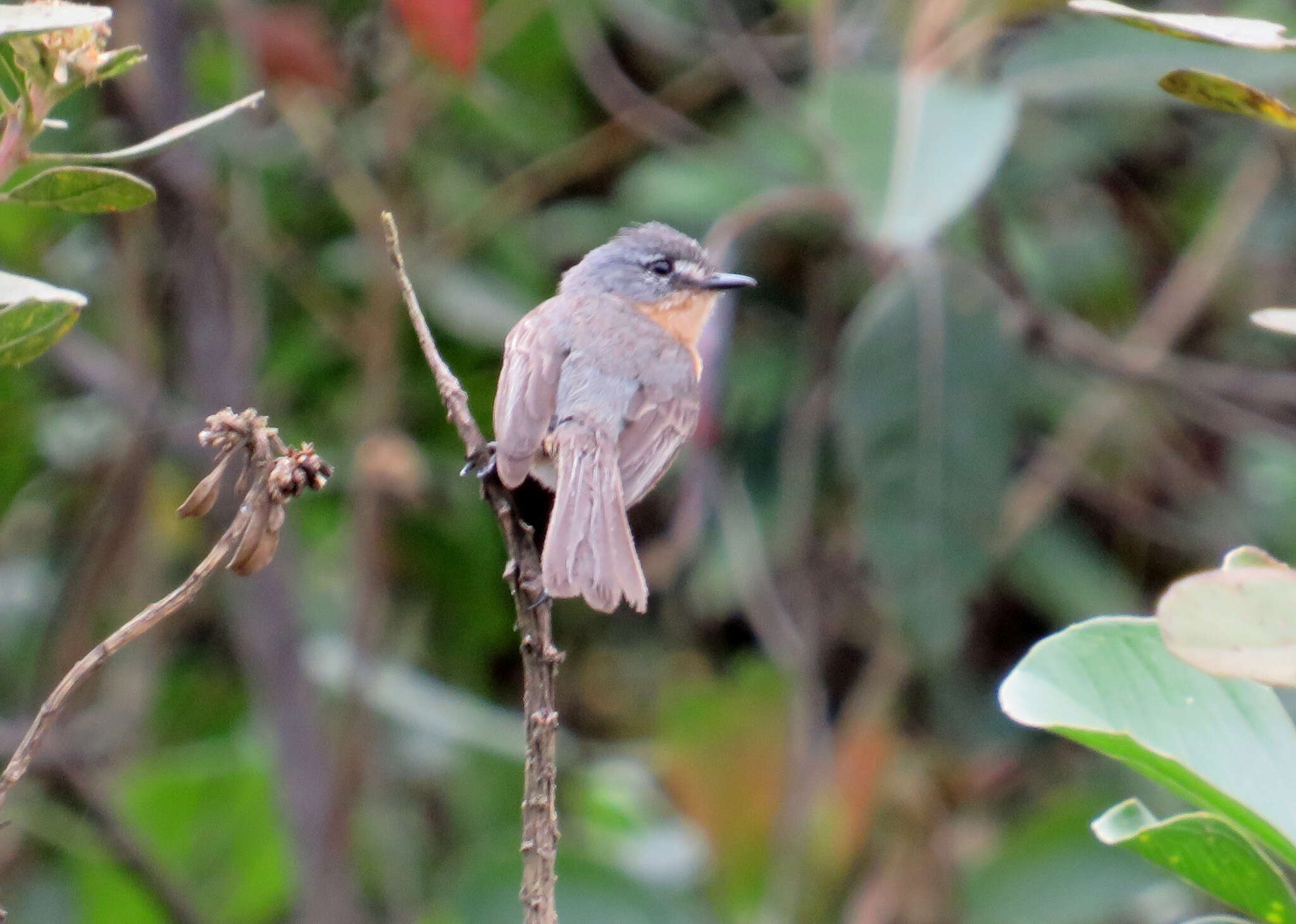 Image of Gray-backed Tachuri