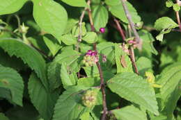 Image of Lantana hirta Graham