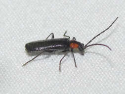 Image de <i>Rhagonycha lineola</i>