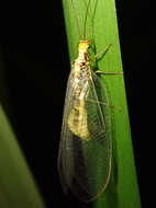 Image of scarce orange-headed lacewing