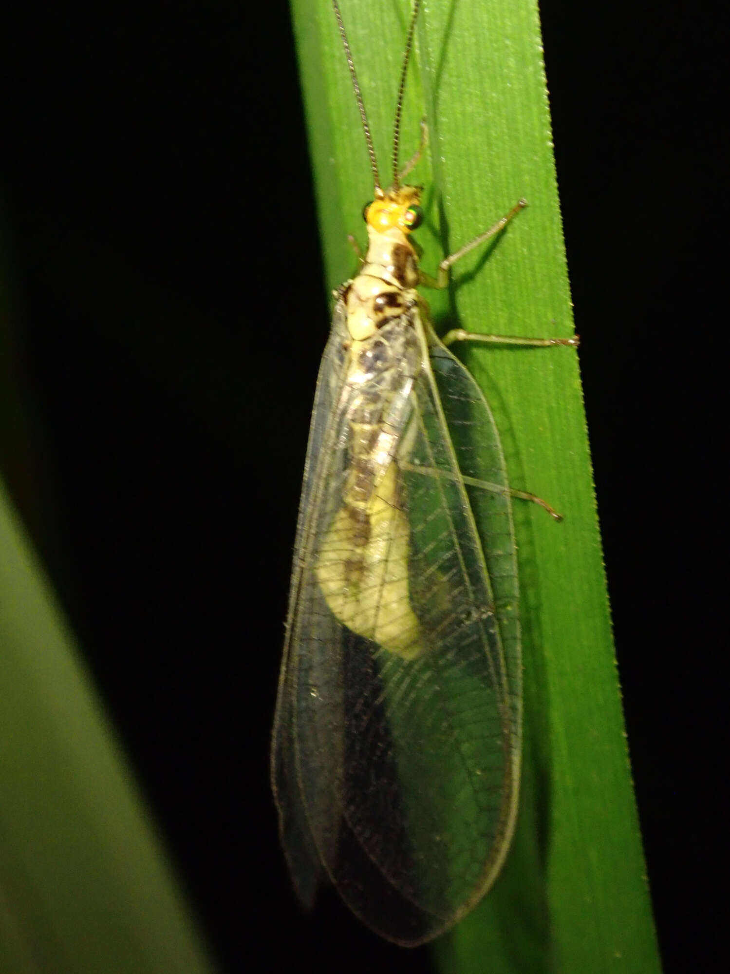 Image of scarce orange-headed lacewing