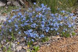 Image of Blue Lechenaultia