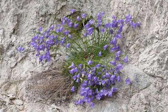 Imagem de Campanula carnica Schiede ex Mert. & W. D. J. Koch