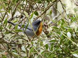 Oreothlypis gutturalis (Cabanis 1861) resmi