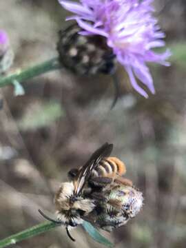 Image of Silvery Pantaloon Bee