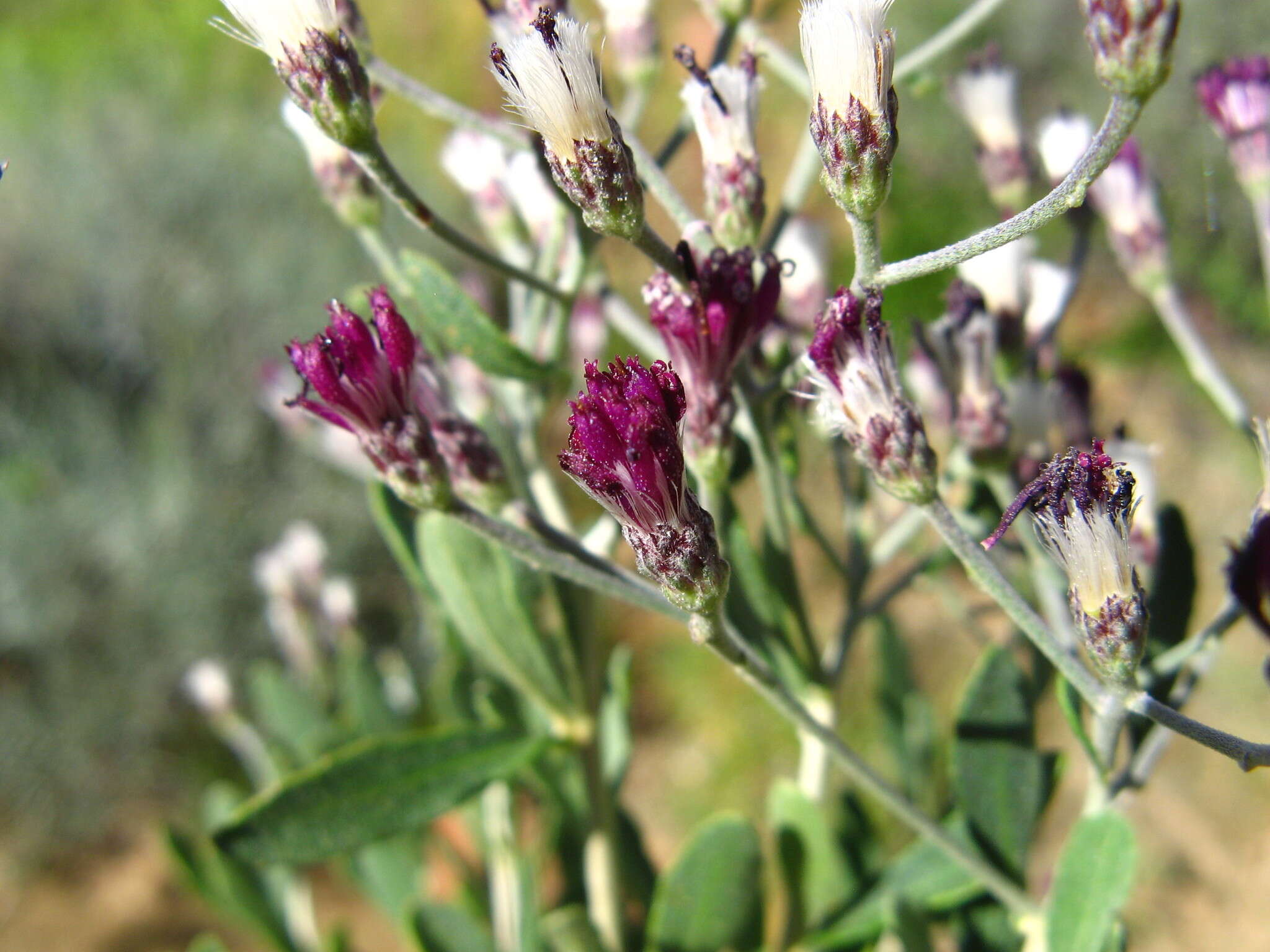 Image de Orbivestus cinerascens (Sch. Bip.) H. Robinson