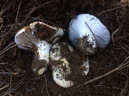 Image of Cortinarius magnivelatus Dearn. ex Fogel 1995