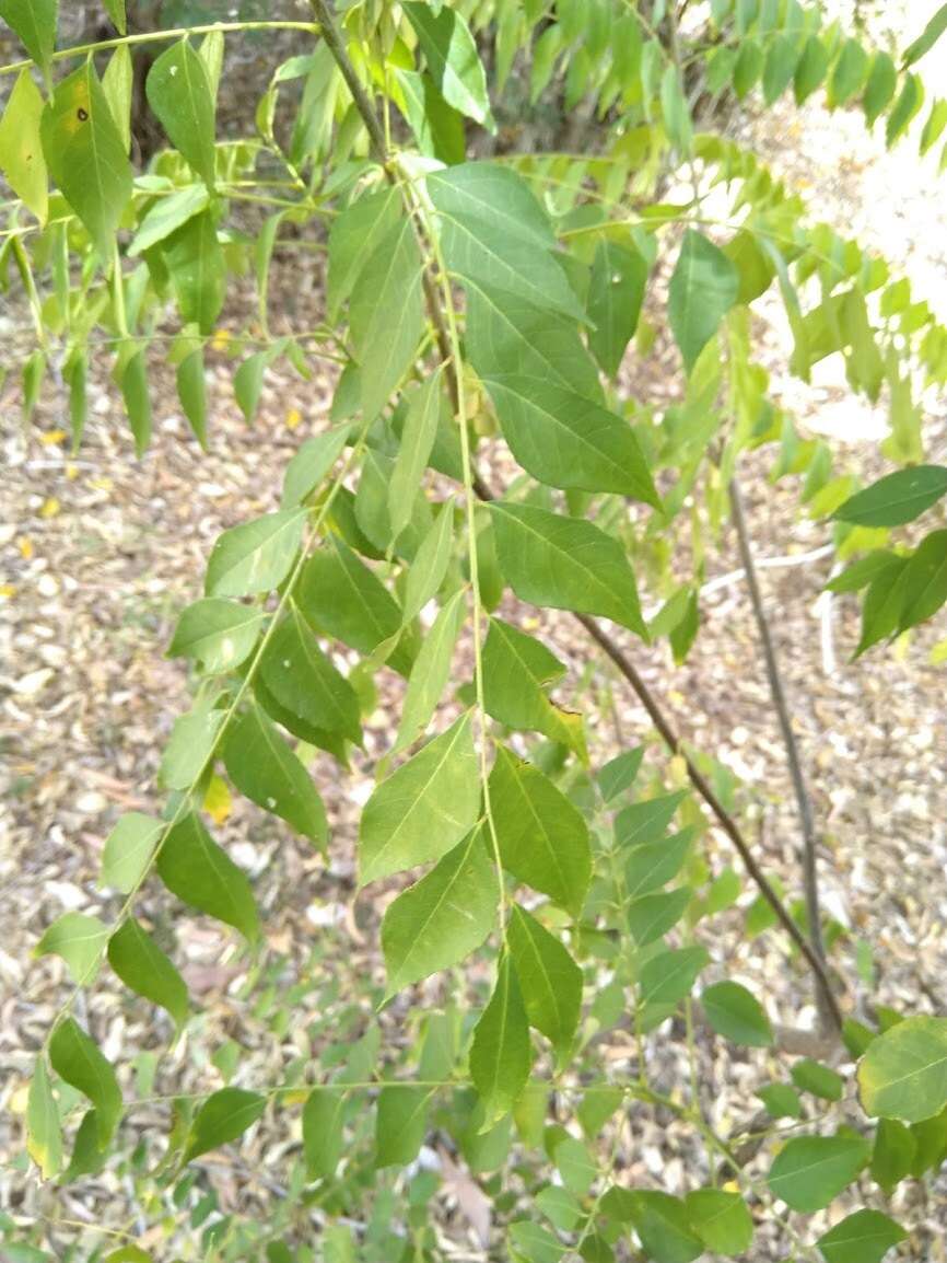 Image of curryleaftree