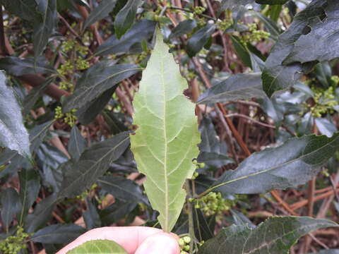 Image of Hedycarya angustifolia A. Cunn.