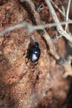 Image of Scarab beetle