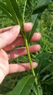 Image of prairie ironweed