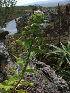 Image of Teedia pubescens Burch.