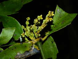 Image de Phoradendron racemosum (Aubl.) Krug & Urban