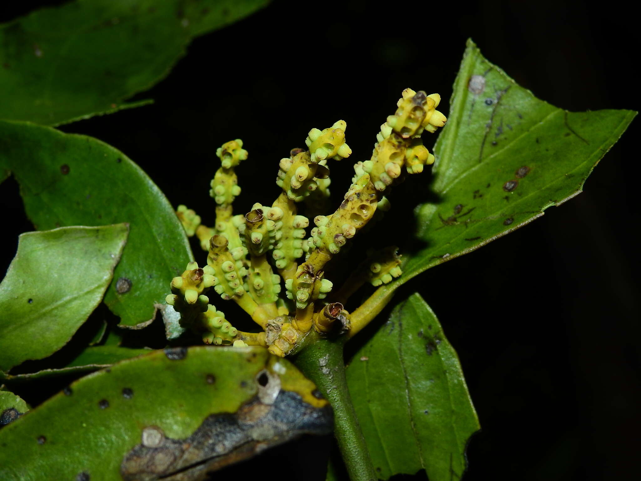 Image de Phoradendron racemosum (Aubl.) Krug & Urban