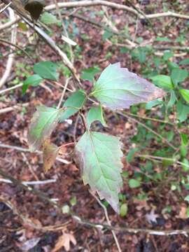 صورة Ageratina havanensis (Kunth) R. King & H. Rob.