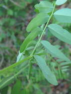 Sivun Vicia woroschilovii N. S. Pavlova kuva