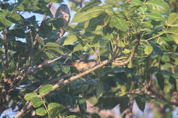 Image of Socorro Wren