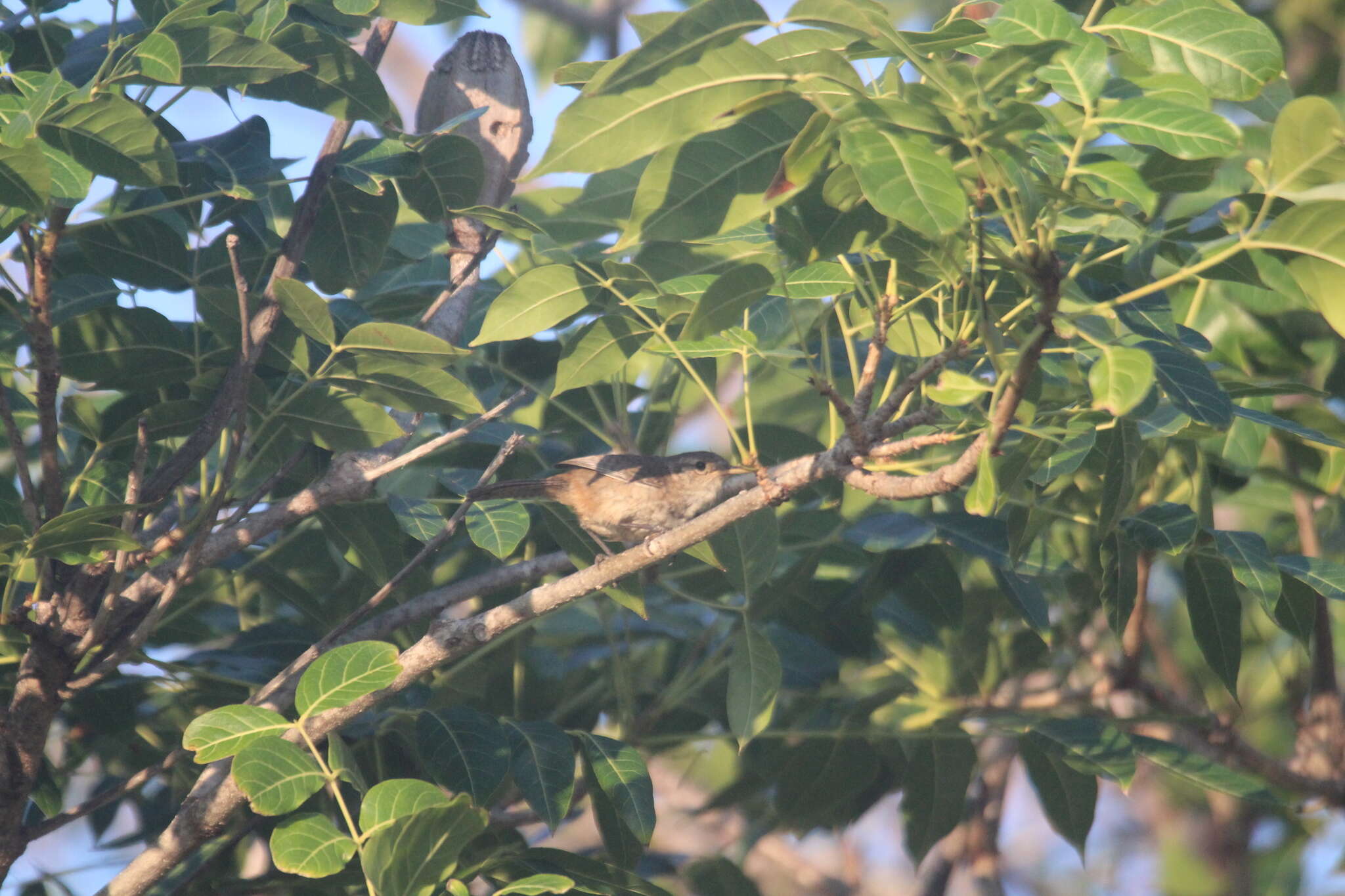 Image of Socorro Wren