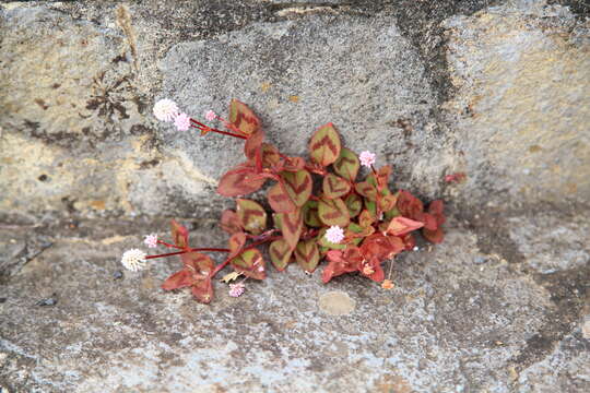 Imagem de Persicaria capitata (Buch.-Ham. ex D. Don) H. Gross