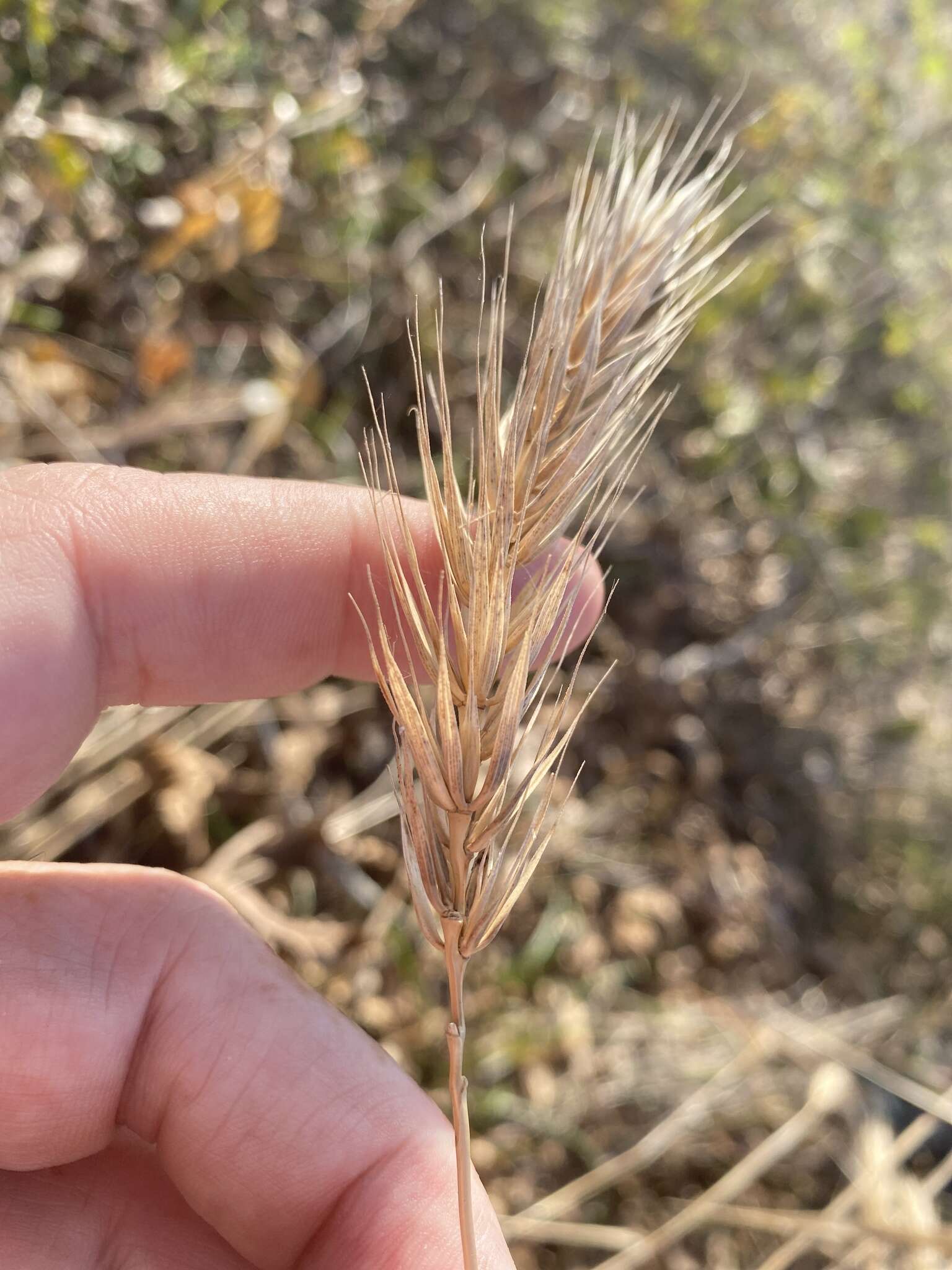 Image of Elymus virginicus var. virginicus