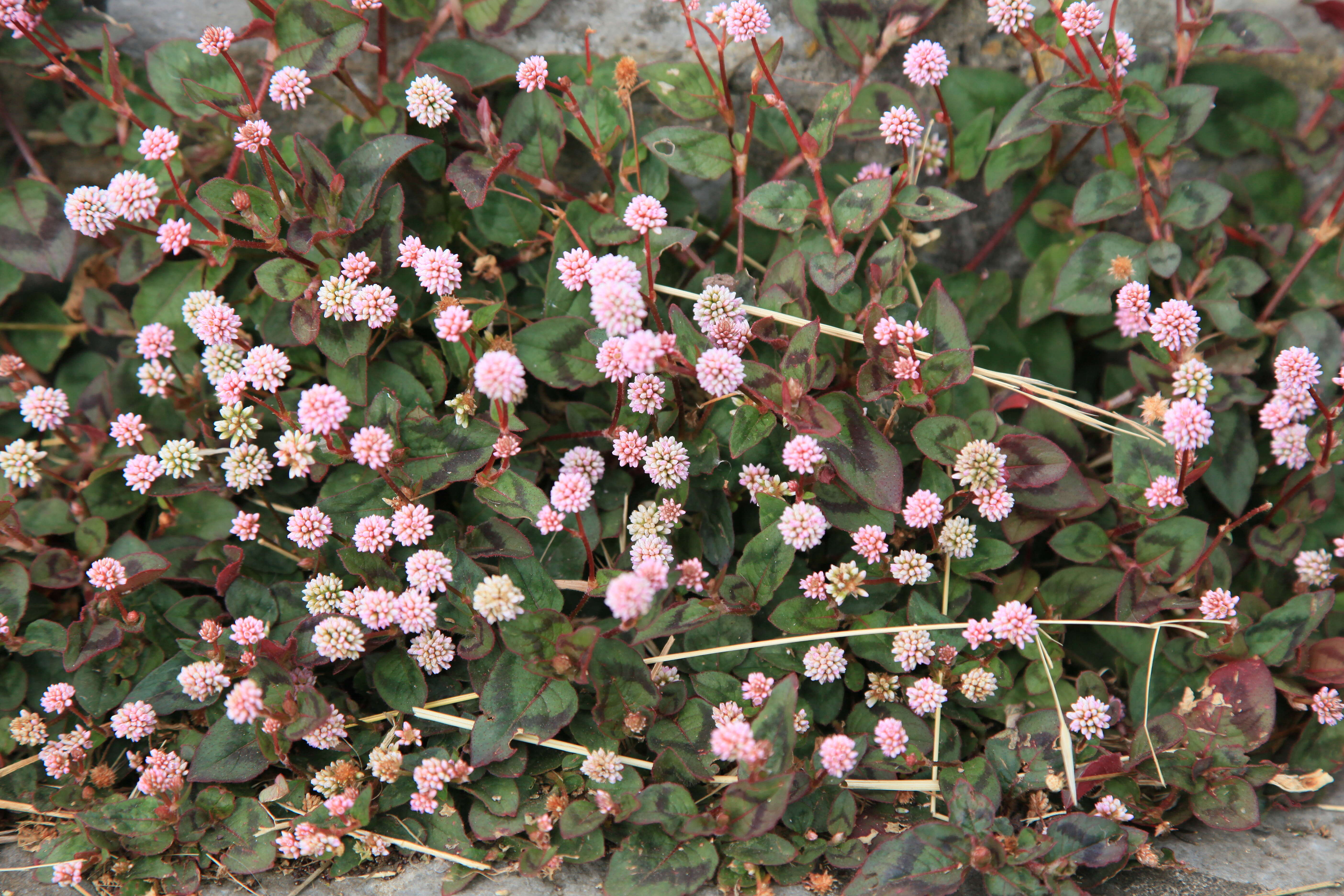 Imagem de Persicaria capitata (Buch.-Ham. ex D. Don) H. Gross