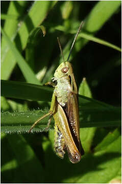 Image of Common green grasshopper