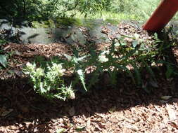 Imagem de Cirsium ferum