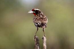 Image of Peruvian Meadowlark