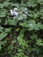 Image of largeflower valerian