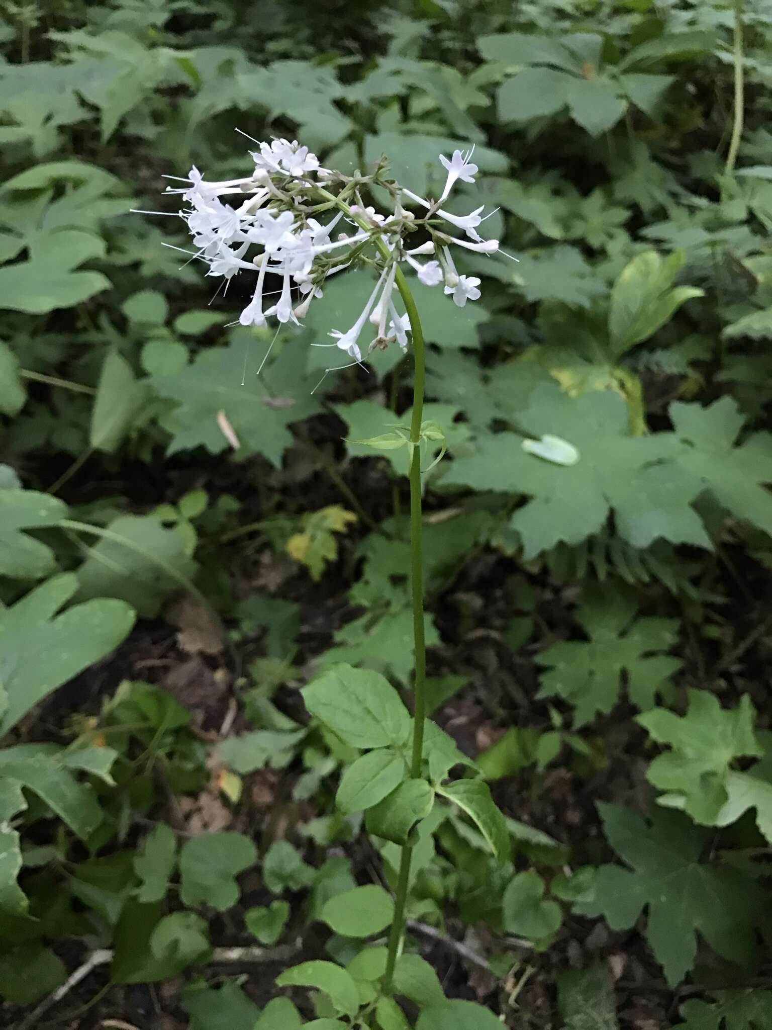 Image of largeflower valerian