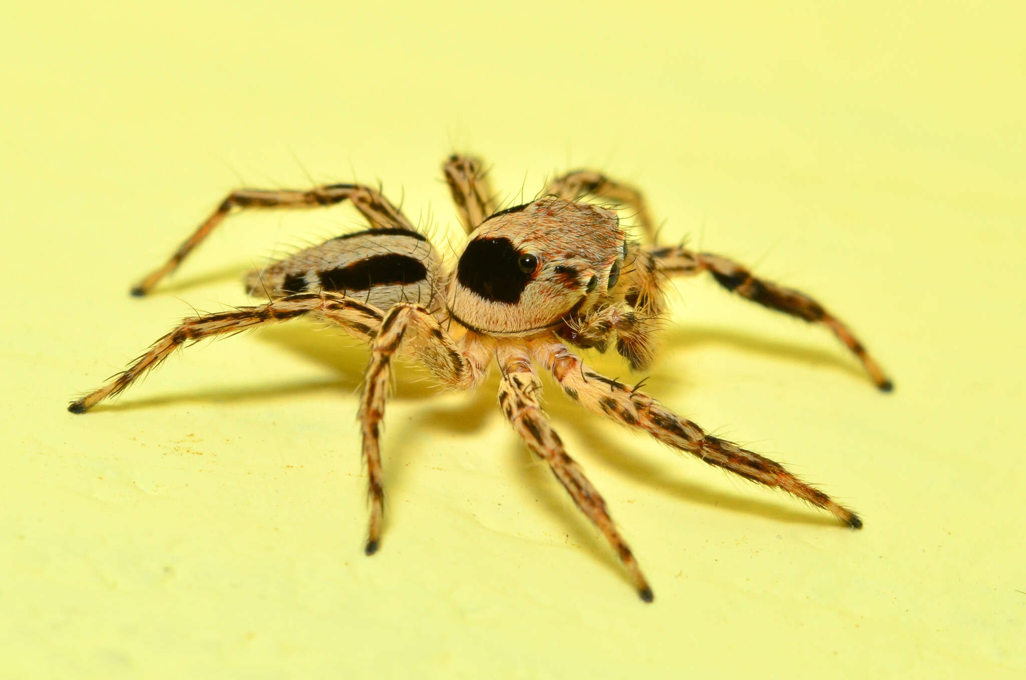 Image of Jumping spider