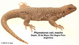 Image of Phymaturus ceii