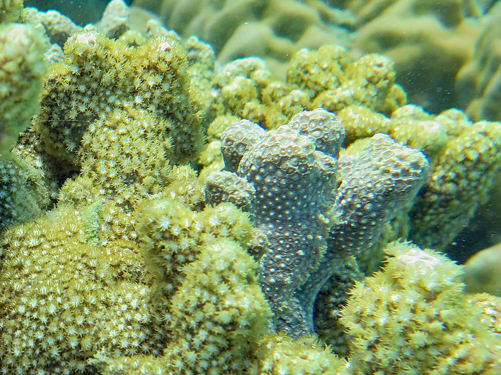 Image of anemone coral