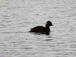 Image of White-tufted Grebe