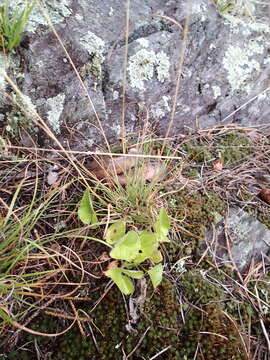 Imagem de Viola novae-angliae House