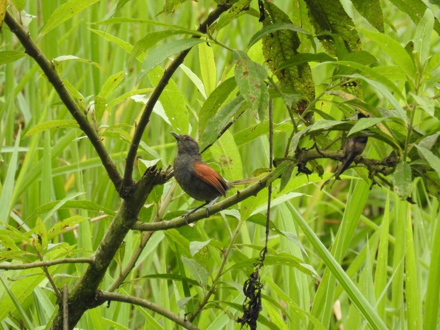 Image of Slaty Spinetail