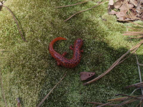 Image of Red Salamander